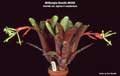 Billbergia Beadle #0365