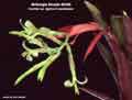 Billbergia Beadle #0365