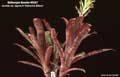 Billbergia Beadle #0367