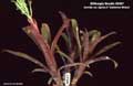 Billbergia Beadle #0367