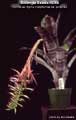 Billbergia Beadle #0369