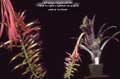 Billbergia Beadle #0369
