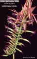 Billbergia Beadle #0369