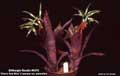Billbergia Beadle #0373