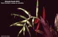Billbergia Beadle #0373