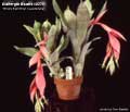 Billbergia Beadle #0374