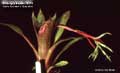 Billbergia Beadle #0378