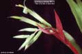 Billbergia Beadle #0378