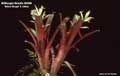 Billbergia Beadle #0388