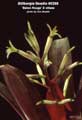 Billbergia Beadle #0388