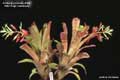 Billbergia Beadle #0389