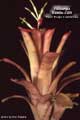 Billbergia Beadle #0389