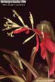 Billbergia Beadle #0389