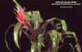 Billbergia Beadle #0395