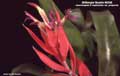 Billbergia Beadle #0395