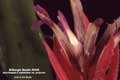 Billbergia Beadle #0395
