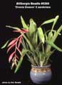 Billbergia Beadle #0399