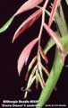 Billbergia Beadle #0399