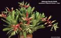 Billbergia Beadle #0400