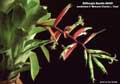 Billbergia Beadle #0400