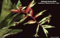 Billbergia Beadle #0400