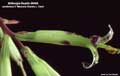 Billbergia Beadle #0400