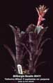 Billbergia Beadle #0411