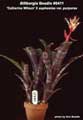 Billbergia Beadle #0411