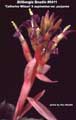 Billbergia Beadle #0411