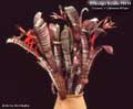 Billbergia Beadle #0414