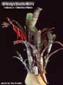 Billbergia Beadle #0414