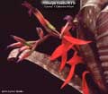Billbergia Beadle #0414