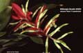 Billbergia Beadle #0453