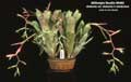 Billbergia Beadle #0462