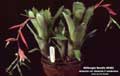 Billbergia Beadle #0462
