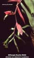Billbergia Beadle #0462