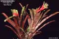 Billbergia Beadle #0554