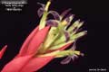Billbergia Beadle #0554