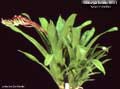 Billbergia Beadle #0571