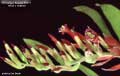 Billbergia Beadle #0571
