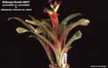 Billbergia Beadle #0577