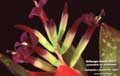 Billbergia Beadle #0577