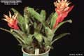 Billbergia Beadle #0579
