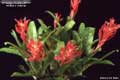 Billbergia Beadle #0579