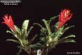 Billbergia Beadle #0579
