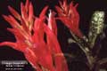 Billbergia Beadle #0579