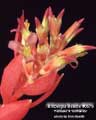 Billbergia Beadle #0579