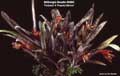 Billbergia Beadle #0583