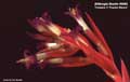 Billbergia Beadle #0583