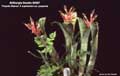 Billbergia Beadle #0587
